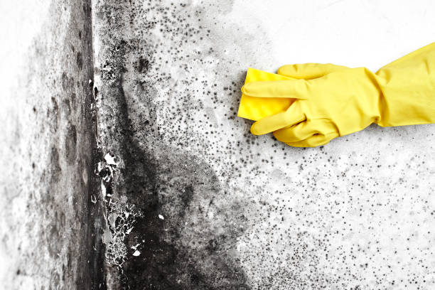Best Dehumidification Services  in Harleigh, PA